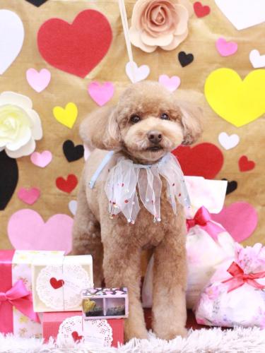 20230221ぷぷくん